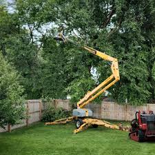 How Our Tree Care Process Works  in  Tilton, IL